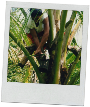 coconut-nectar-tapping.jpg